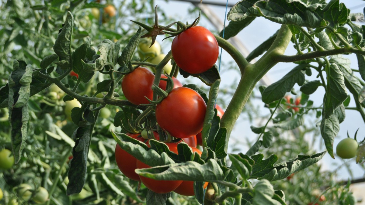 foglie di pomodoro gialle