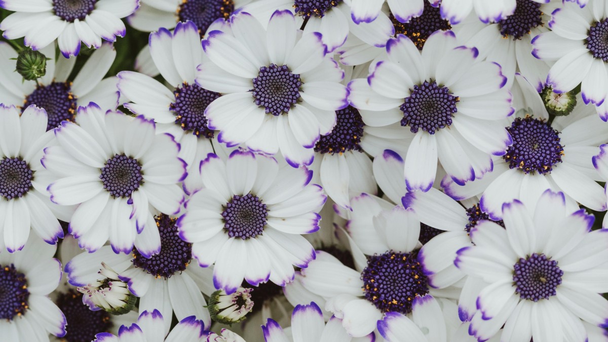 come coltivare la cineraria in vaso