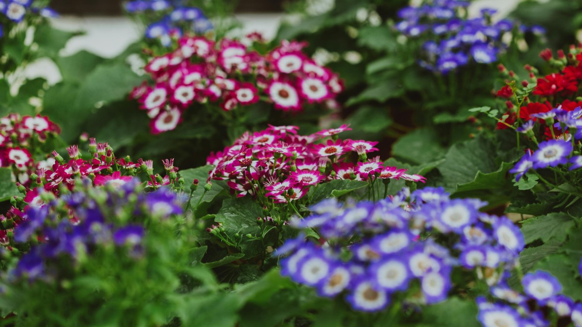come coltivare la cineraria in vaso