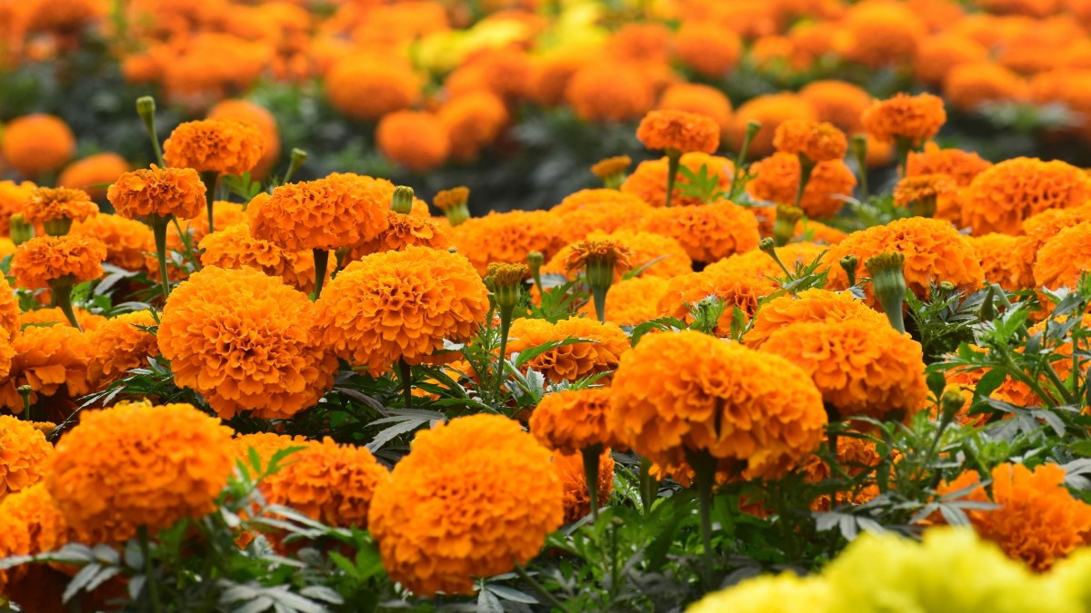 fiori arancioni