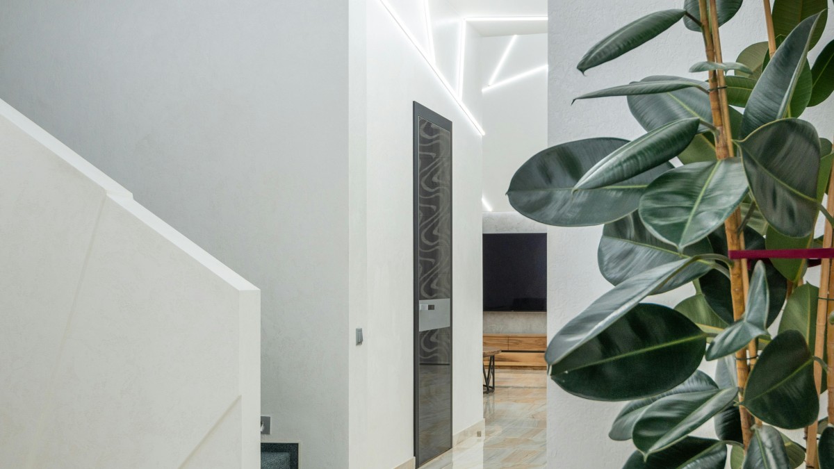 ficus benjamin