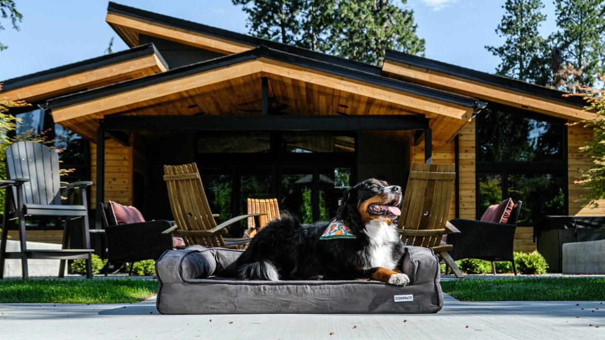 lasciare la tv accesa ai cani