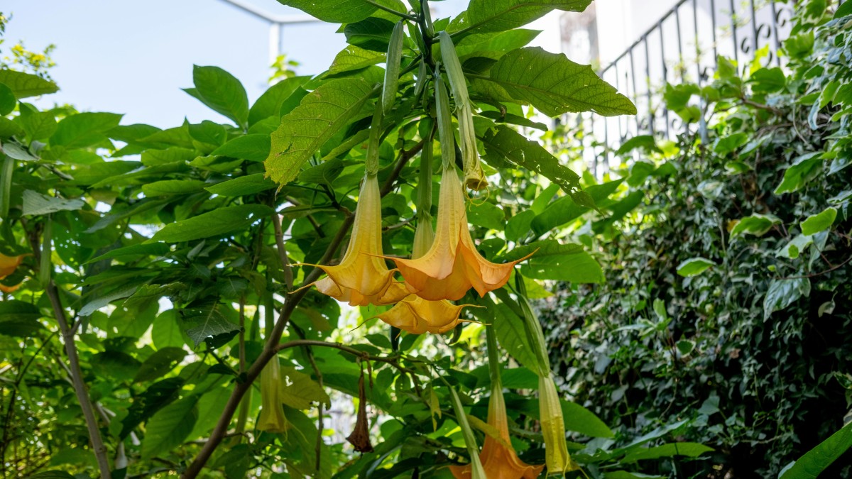 brugmansia