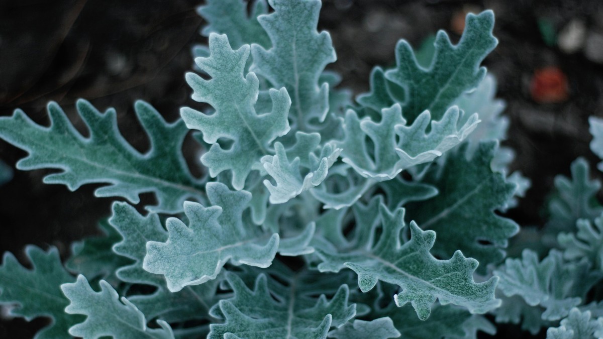 come coltivare la cineraria in vaso