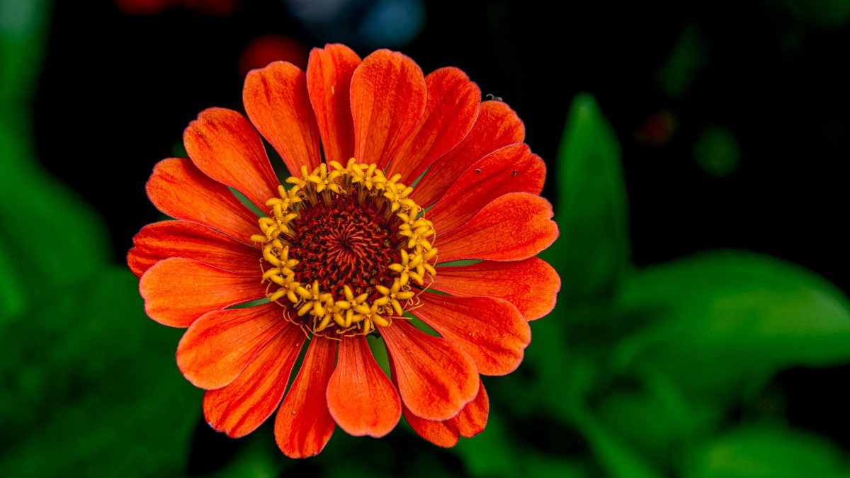 fiori arancioni