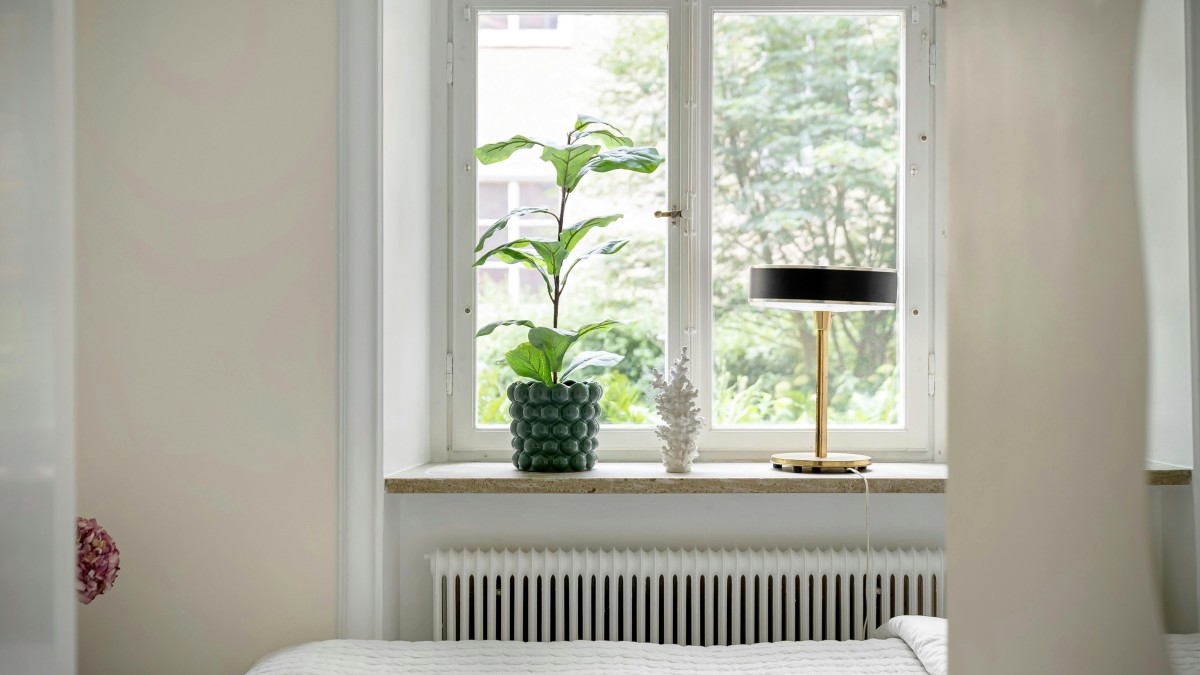 ficus benjamin