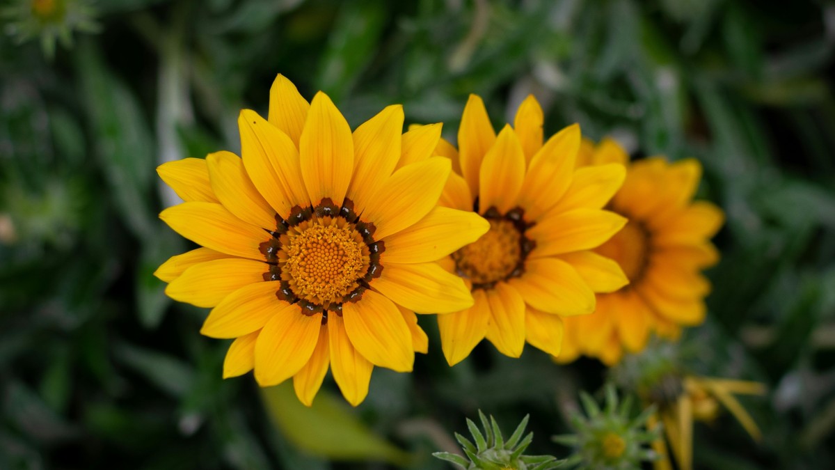 fiori arancioni
