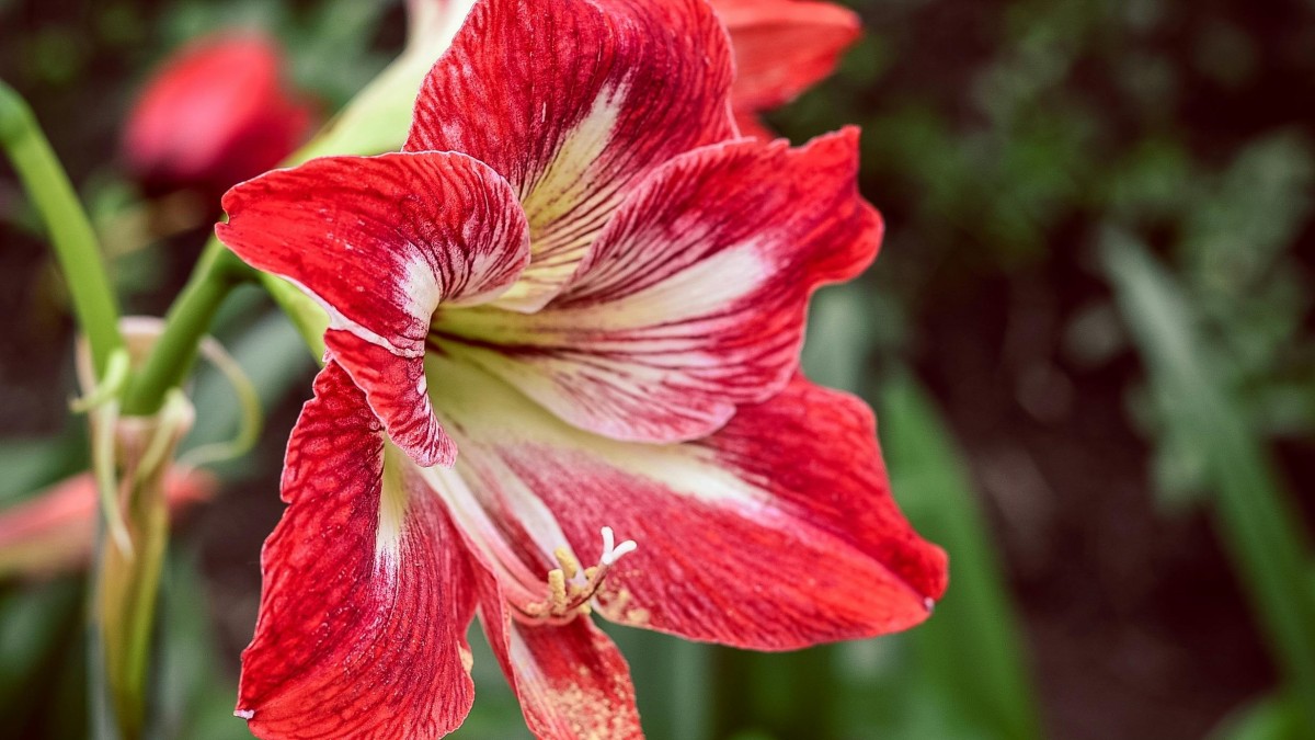 amaryllis
