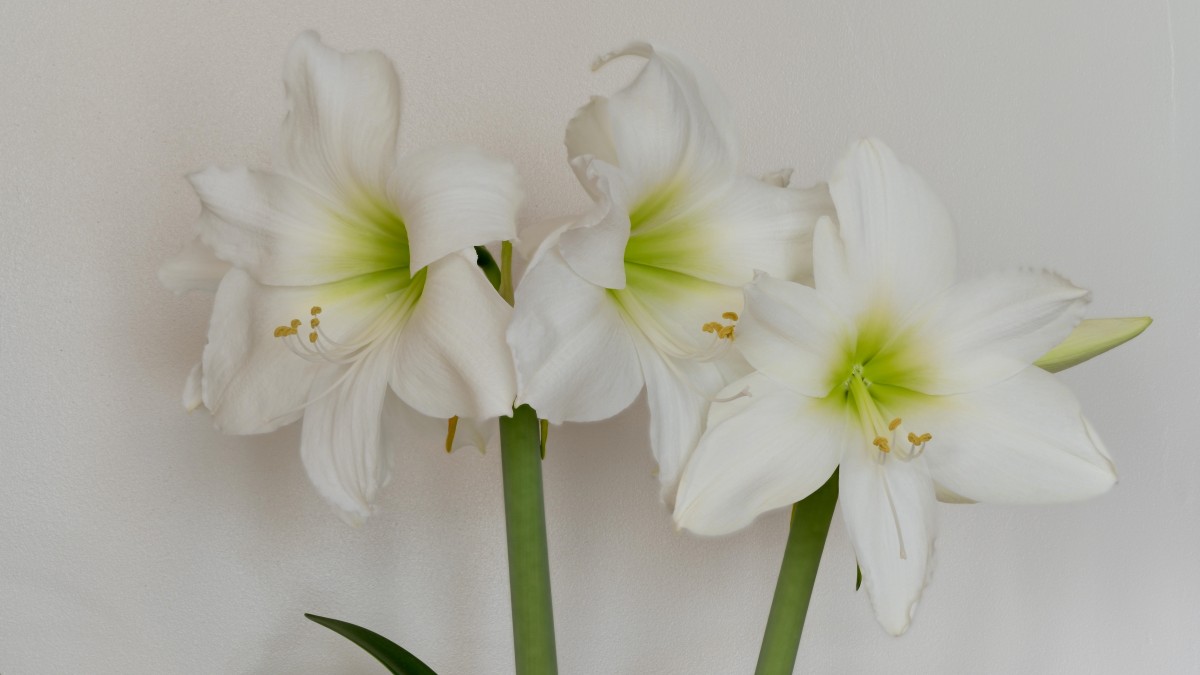 amaryllis