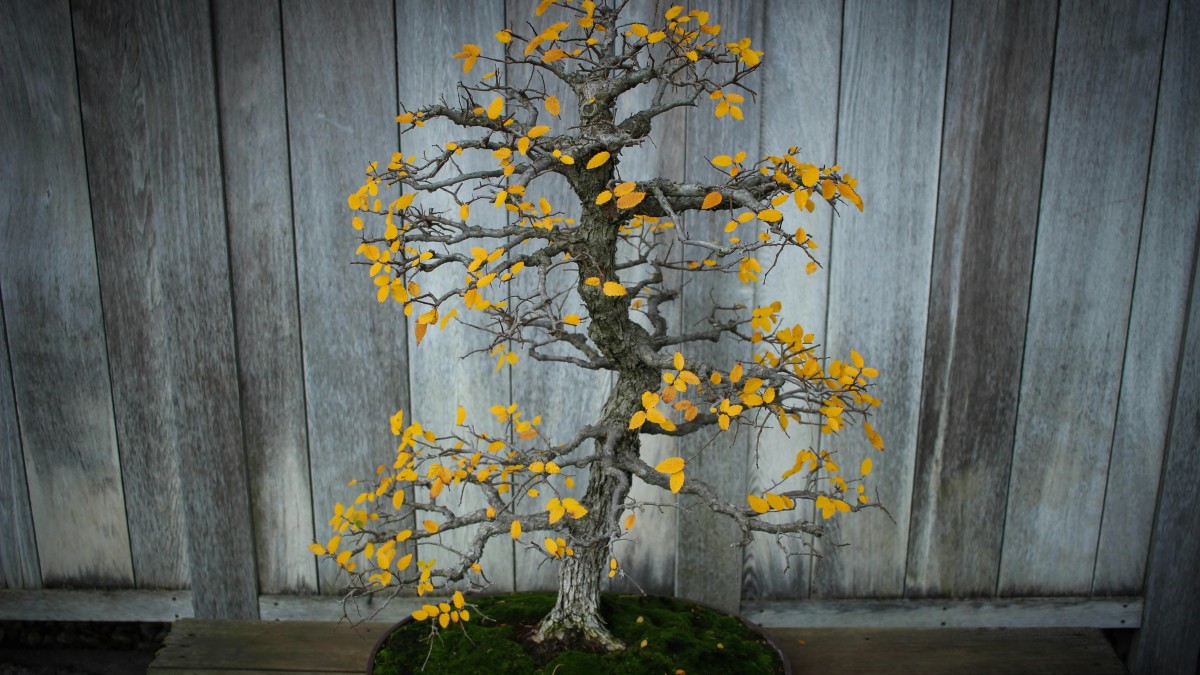 ficus ginseng
