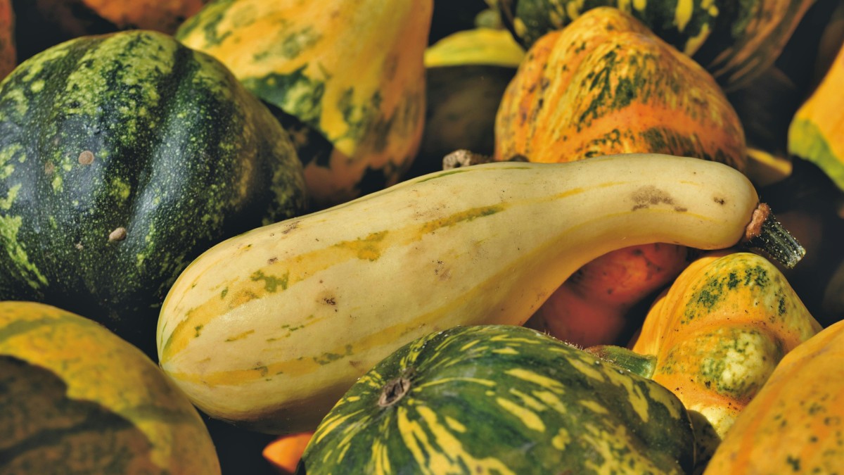 zucca delica
