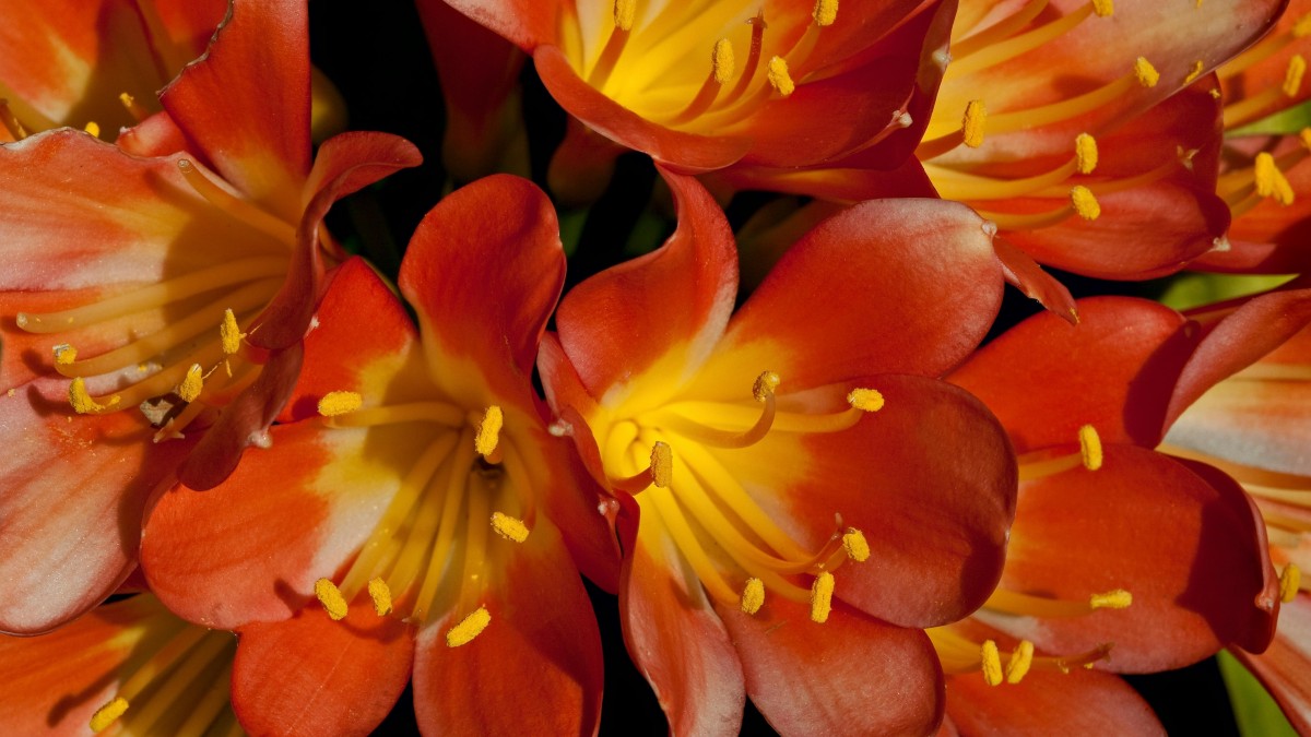 fiori arancioni