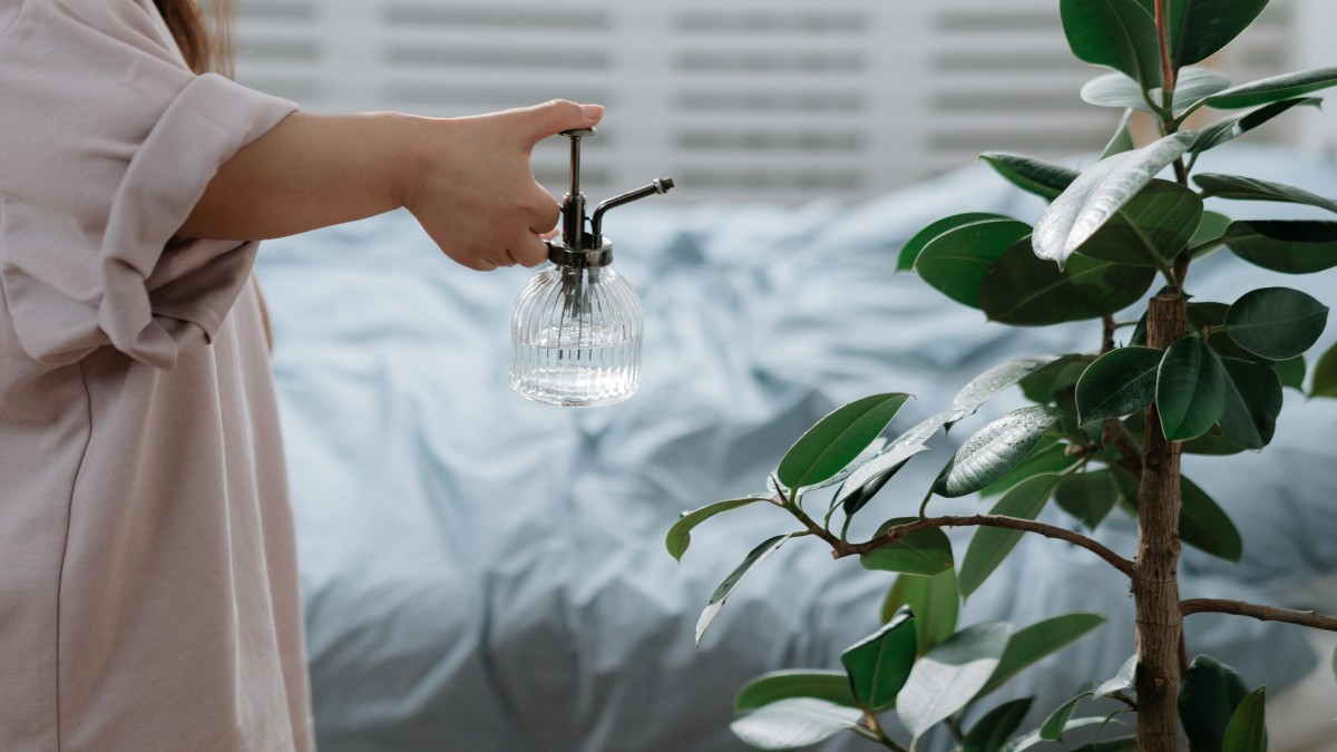 ficus benjamin