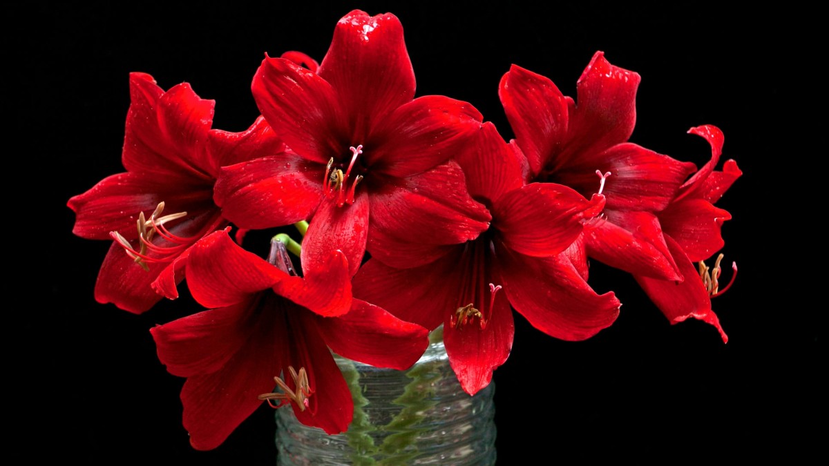 amaryllis