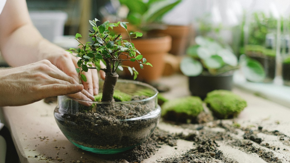ficus ginseng