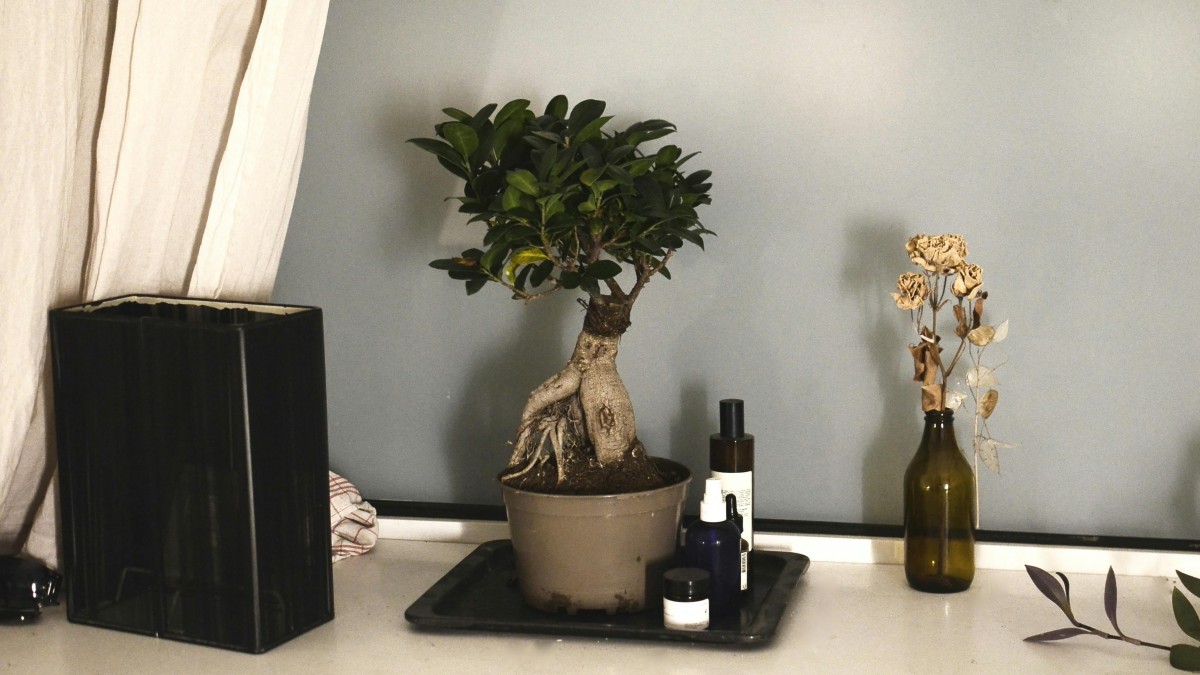 ficus ginseng