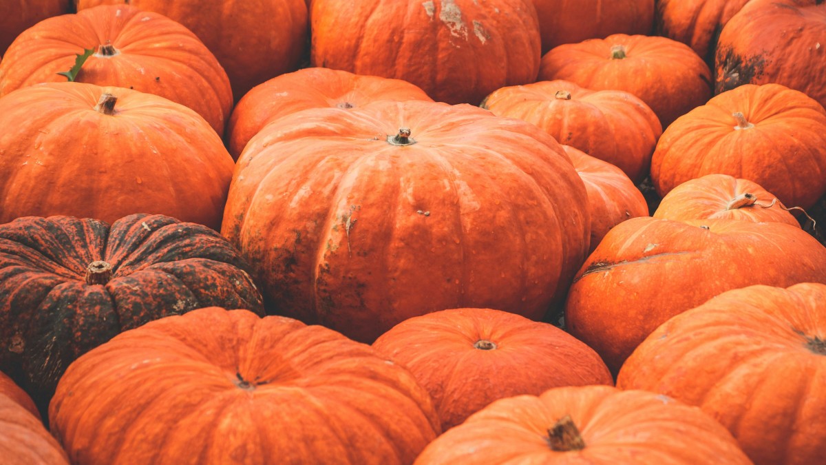 come intagliare la zucca di halloween