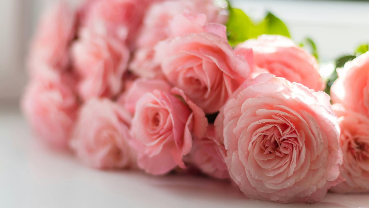 fiori rosa