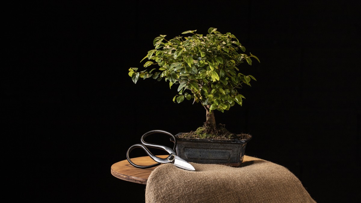 ficus ginseng