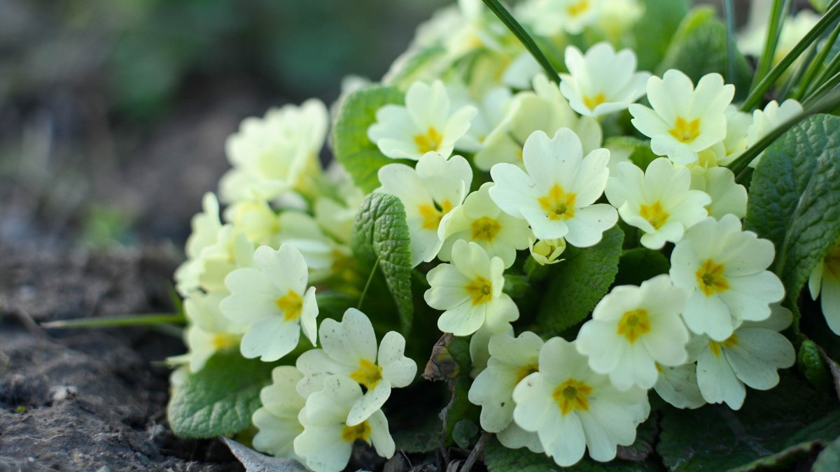 primula