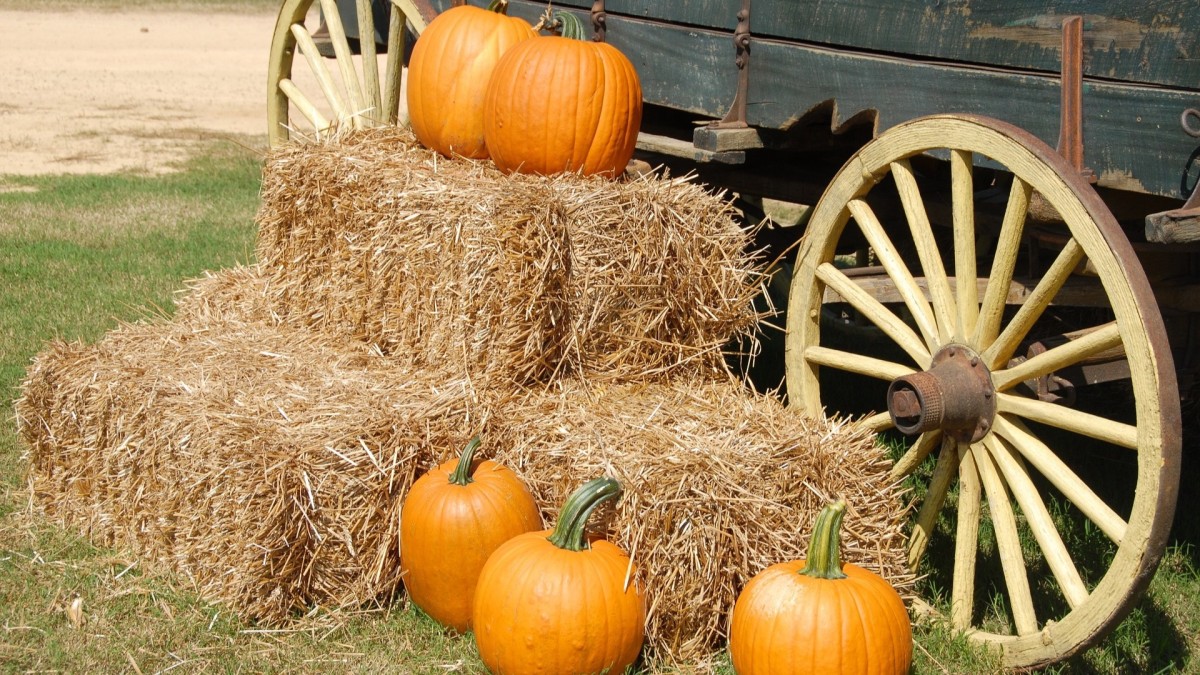 cosa fare a milano a ottobre 2024