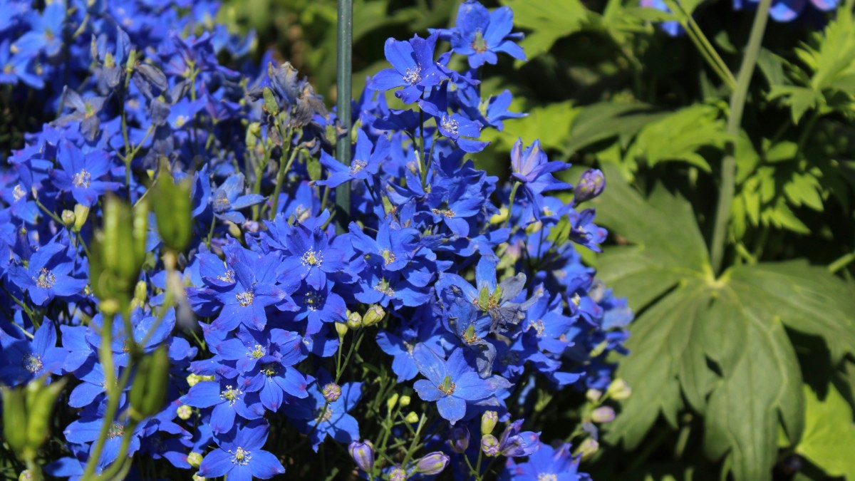 delphinium