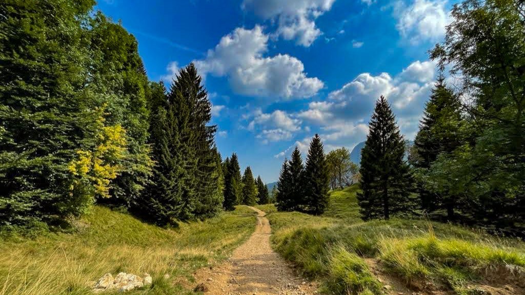 sentiero dei grandi alberi