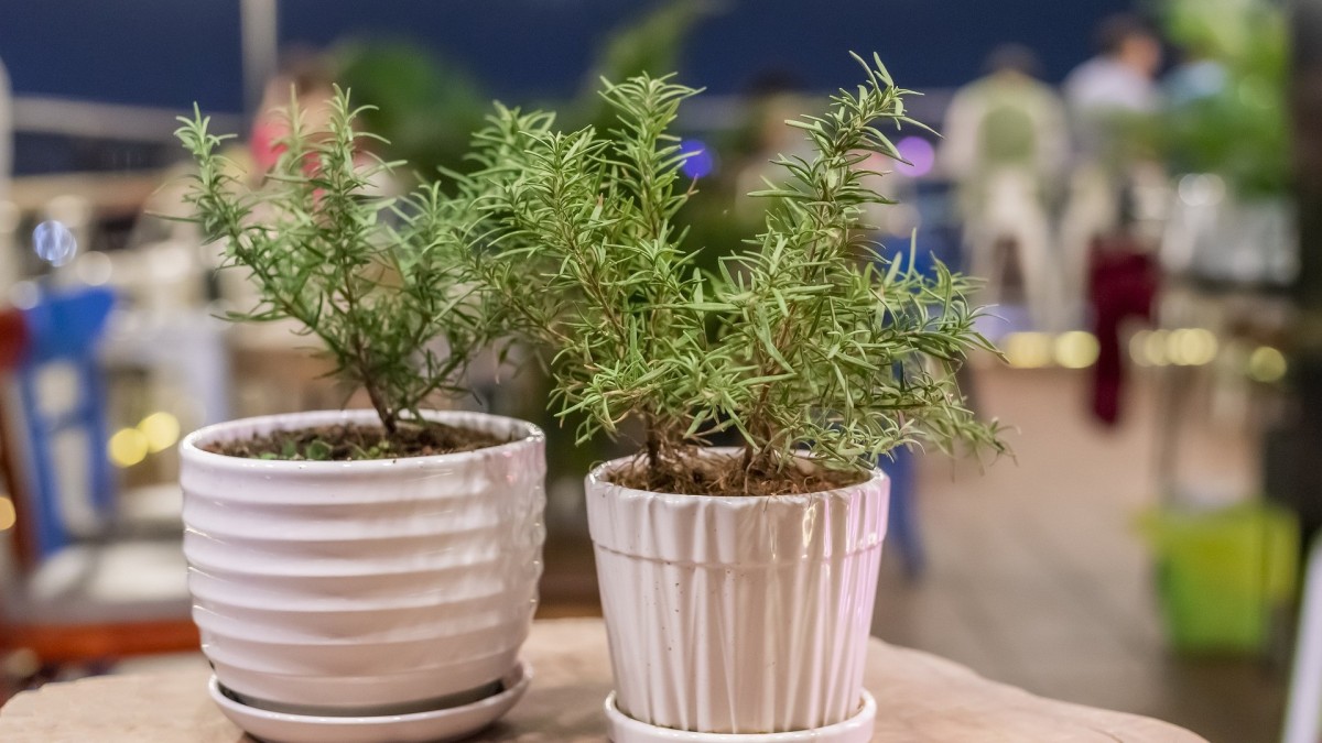 come coltivare il rosmarino