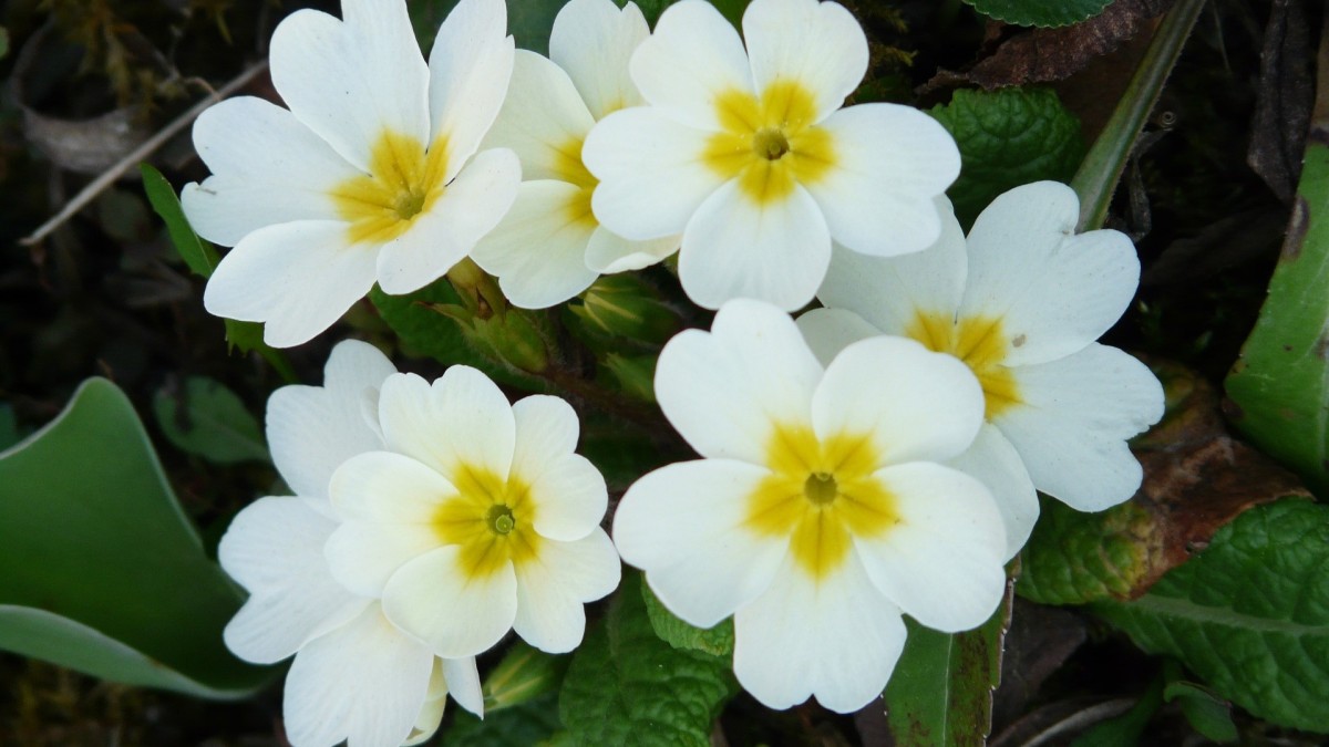 primula