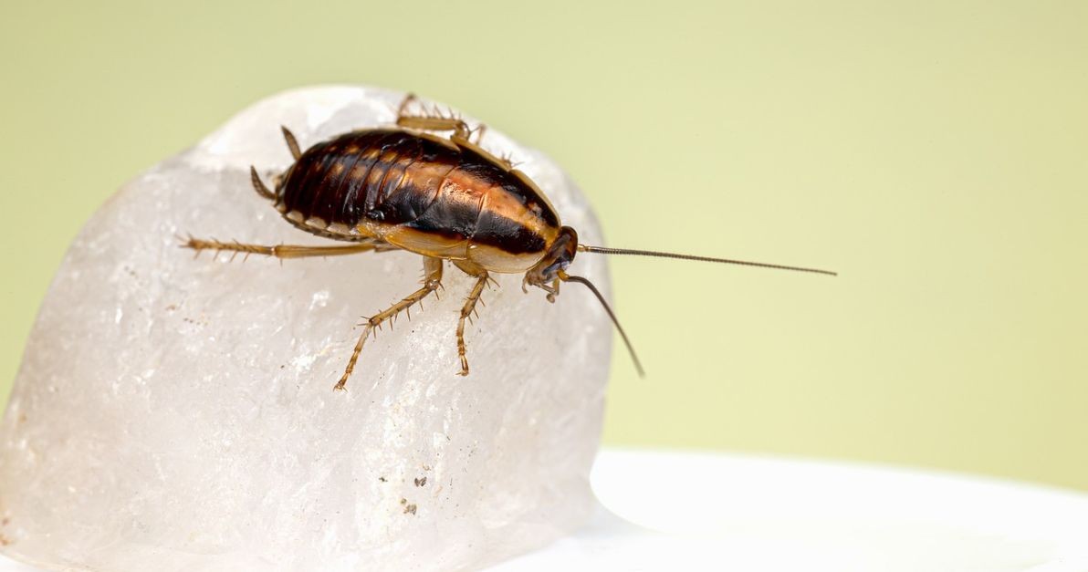 Un esemplare di blattella germanica Un esemplare di blattella germanica
