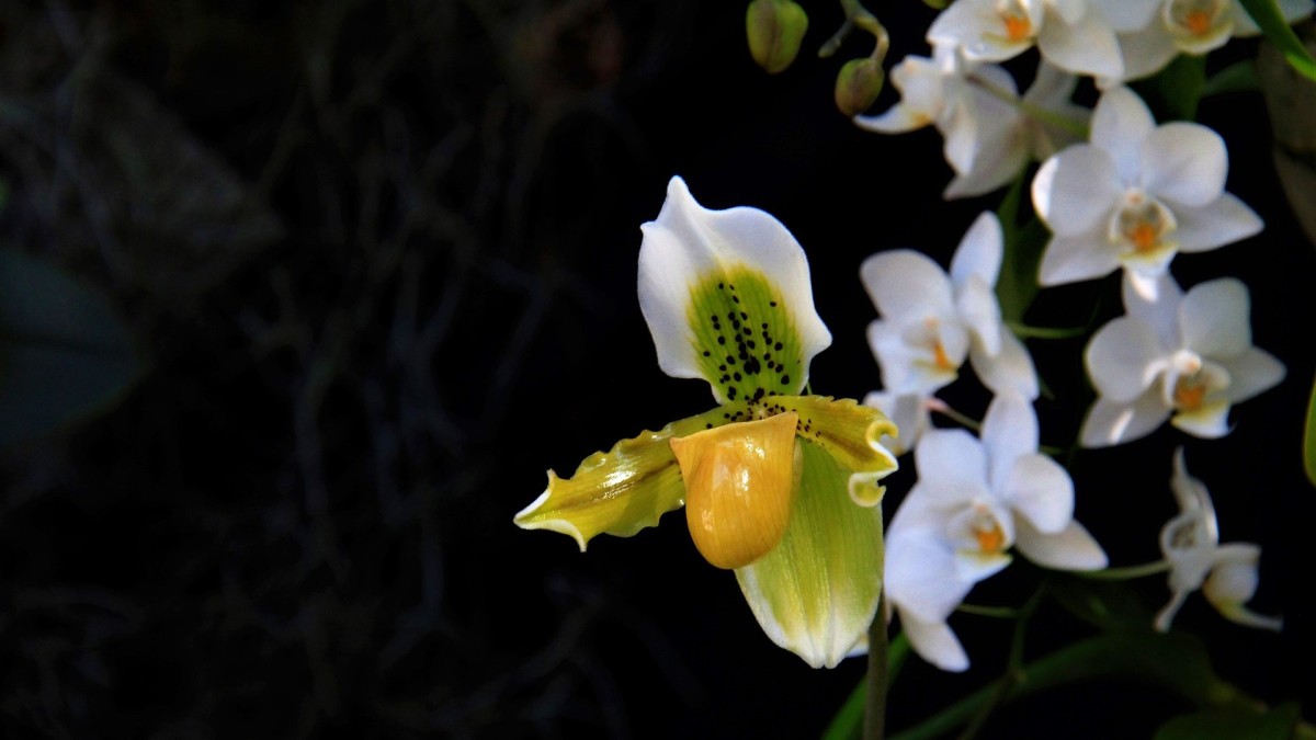 fiori piu rari al mondo