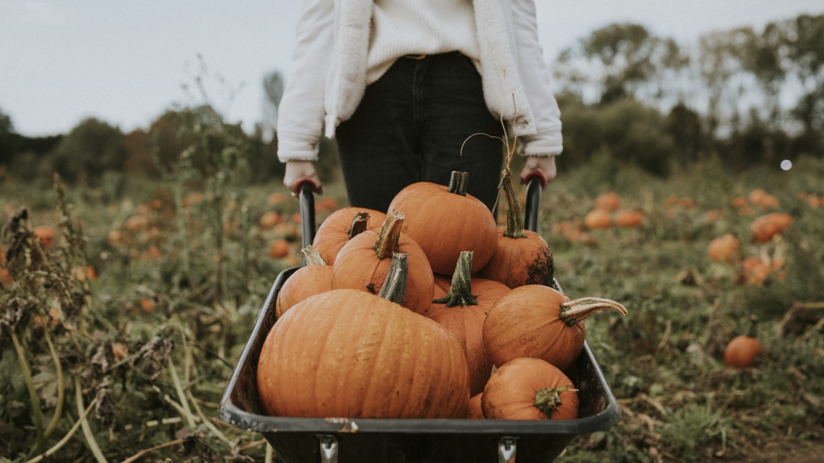 cosa fare con i bambini a halloween