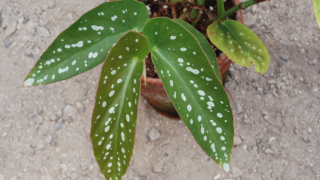 begonia maculata