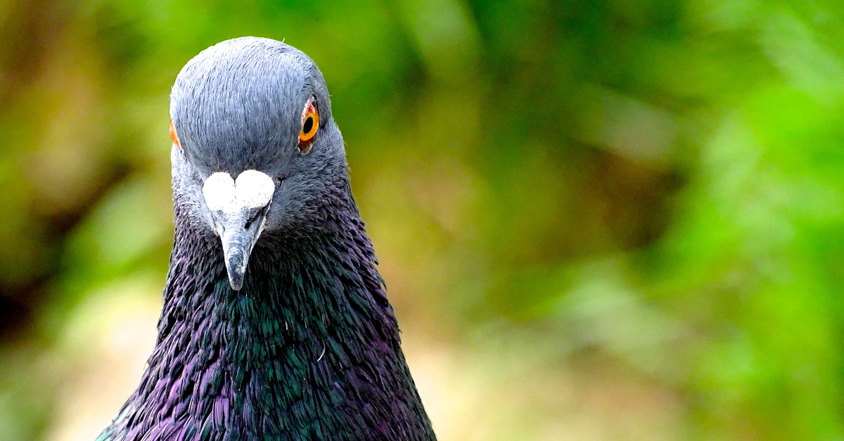 Naftalina per allontanare i piccioni