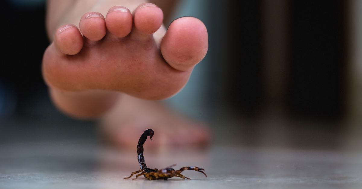 Scorpione in casa