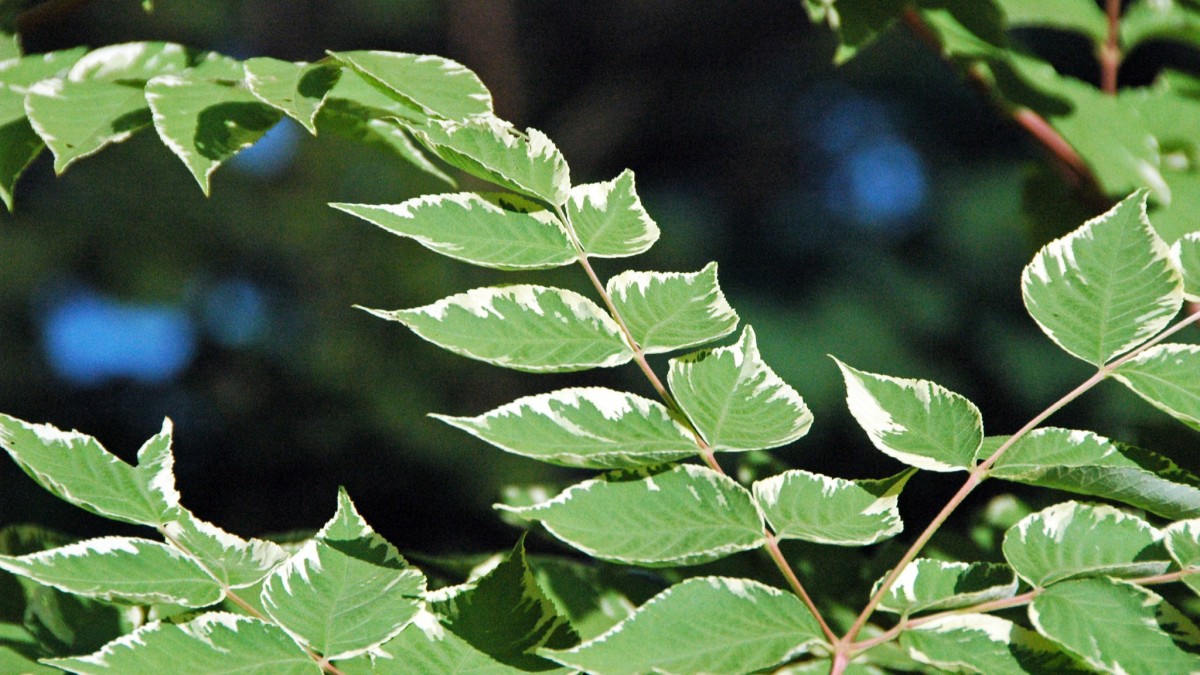 aralia