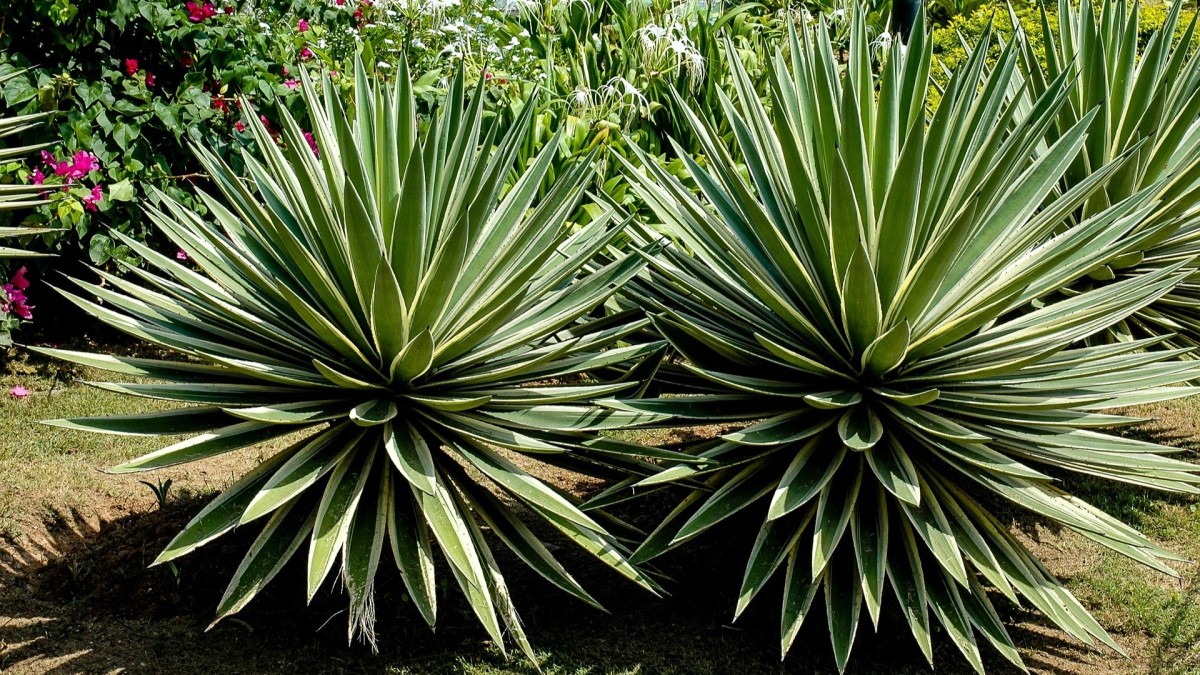 fiore agave