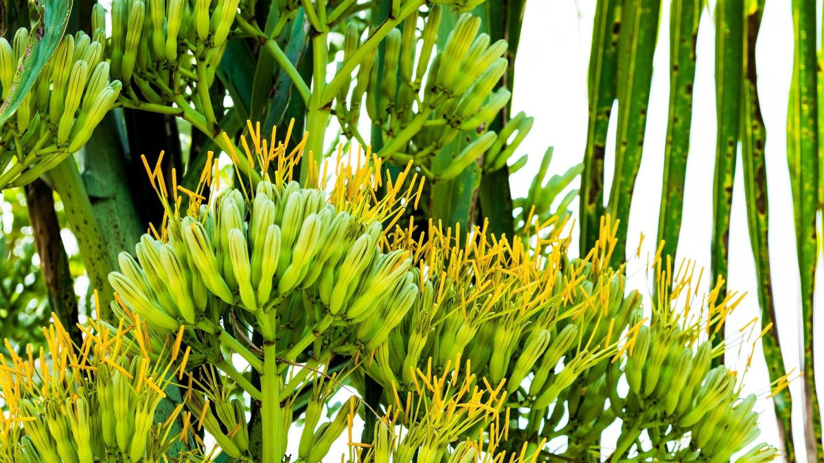 fiore agave