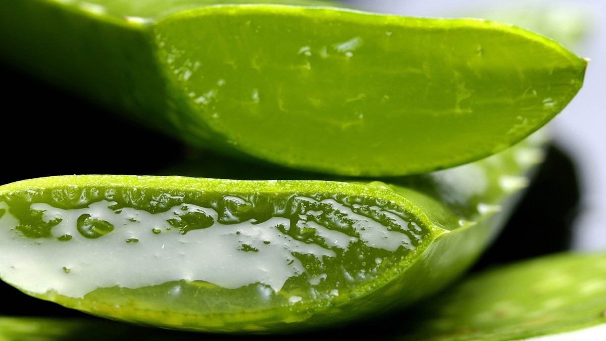 aloe pianta