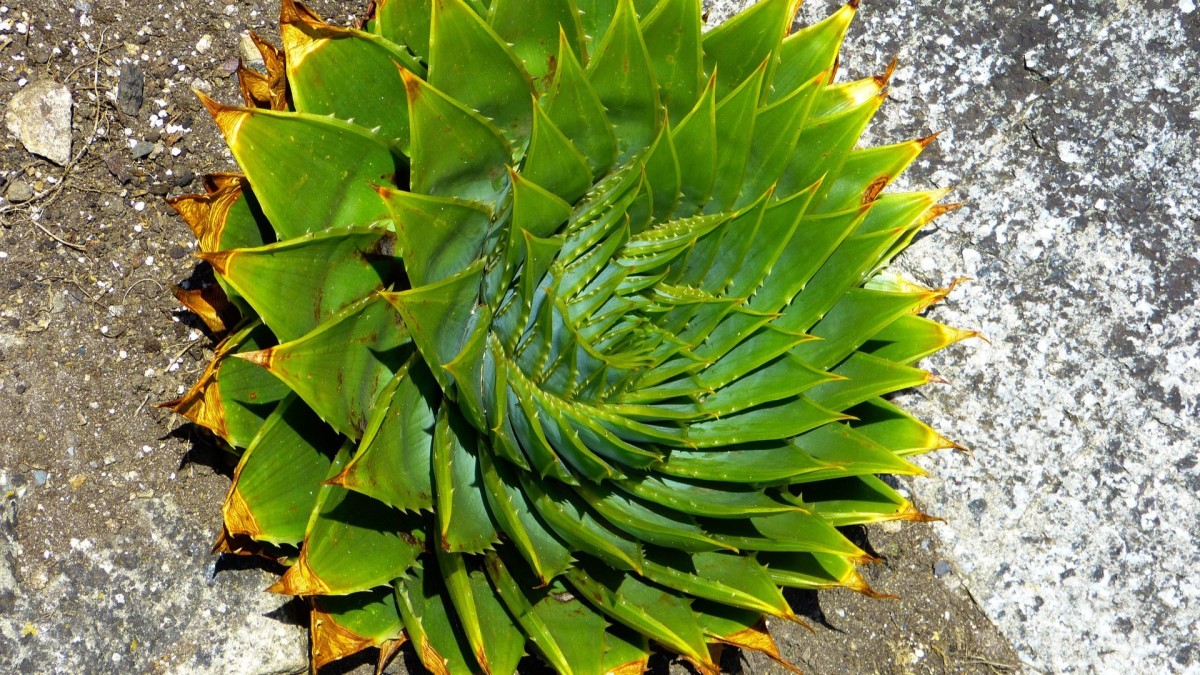 aloe pianta