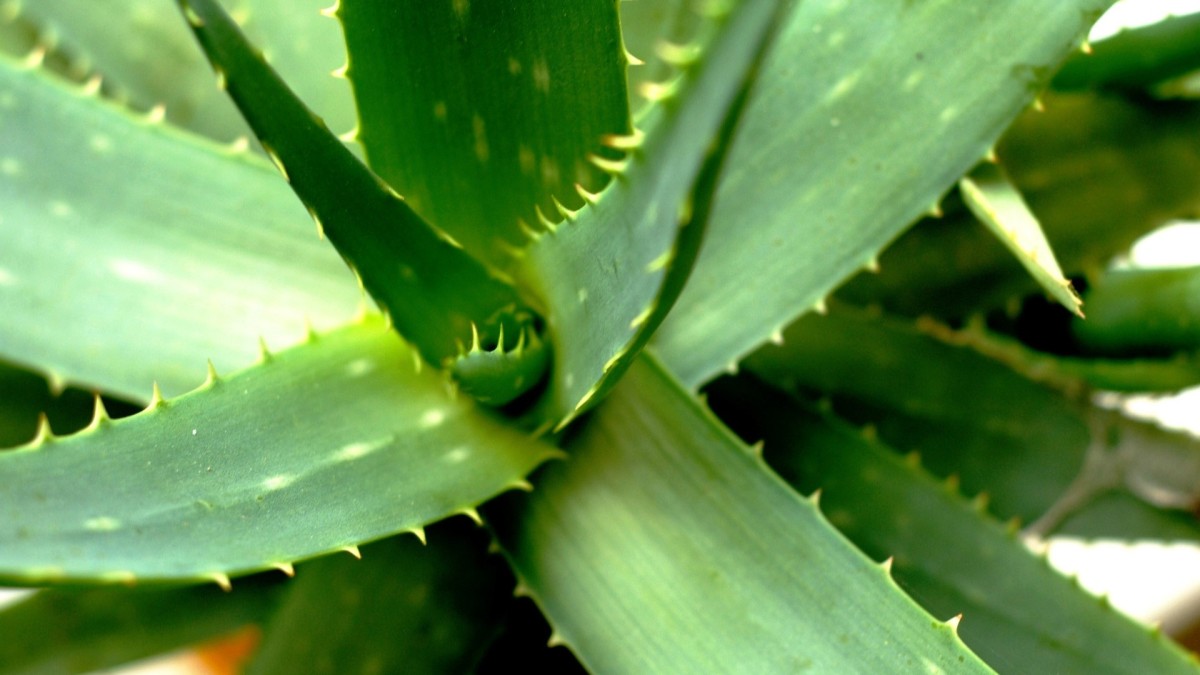aloe pianta