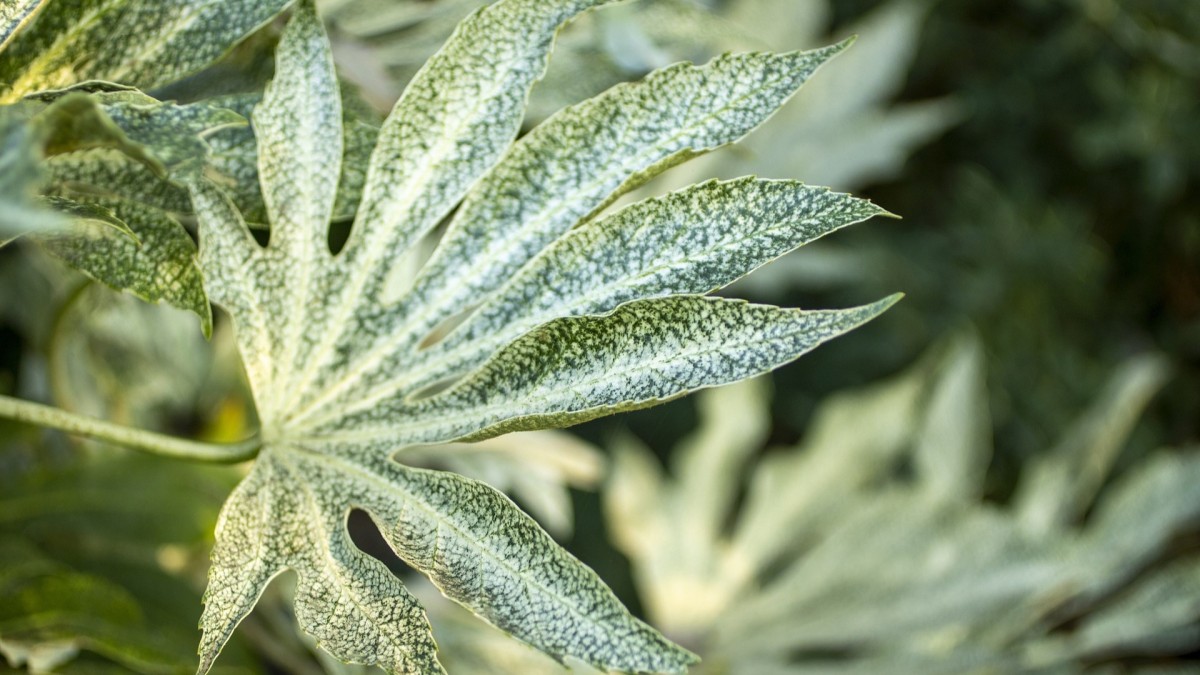 aralia