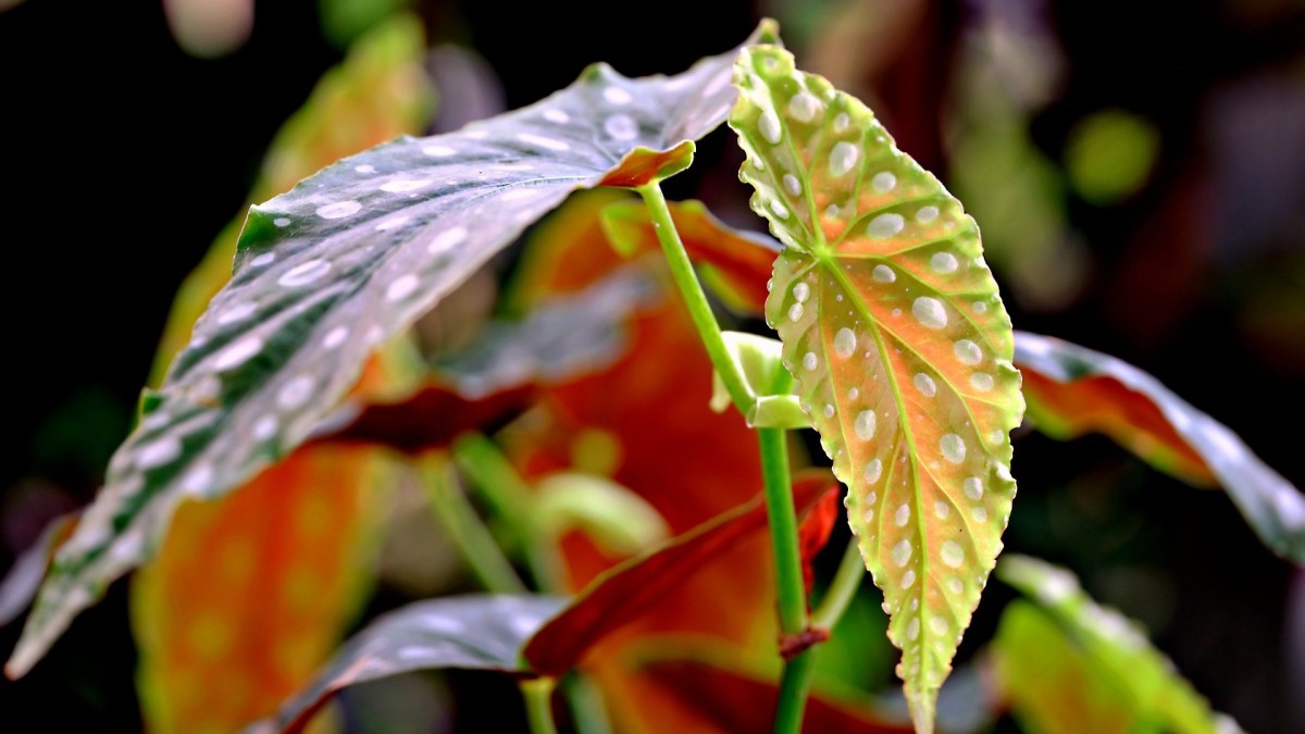 begonia maculata