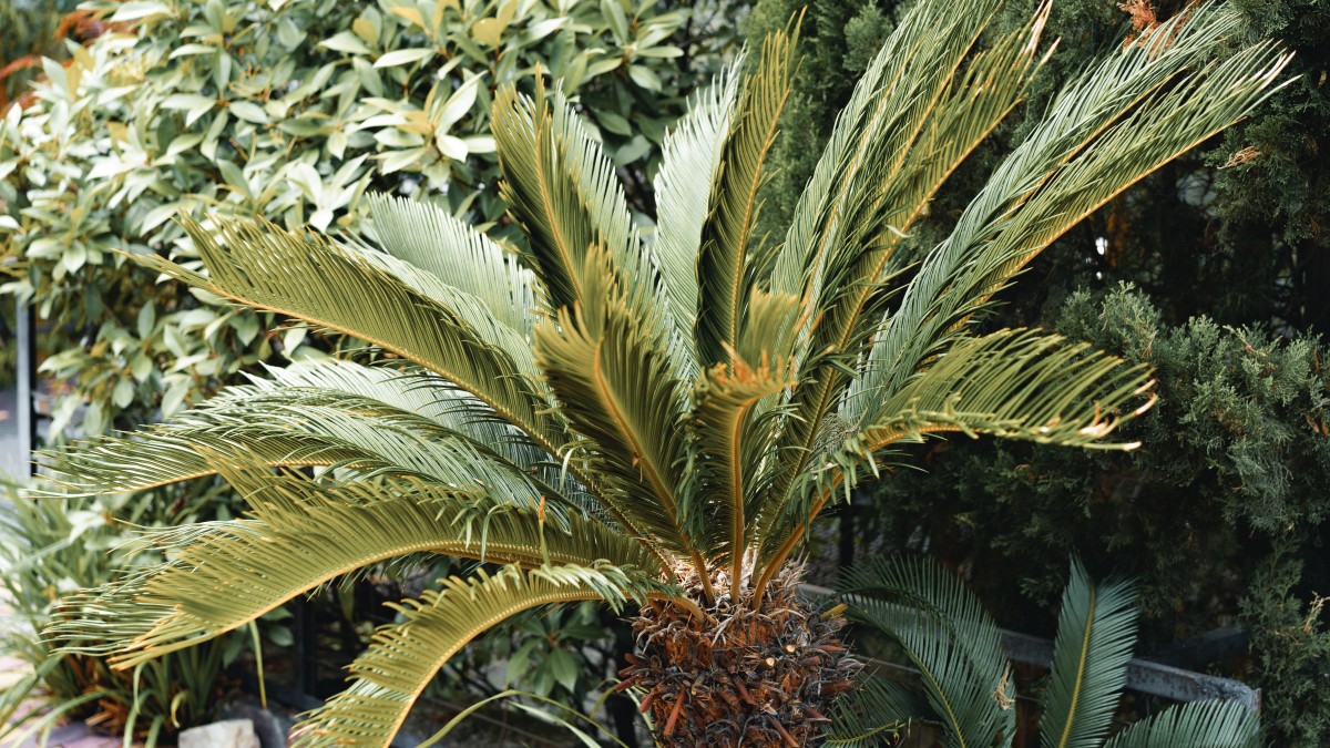 cycas