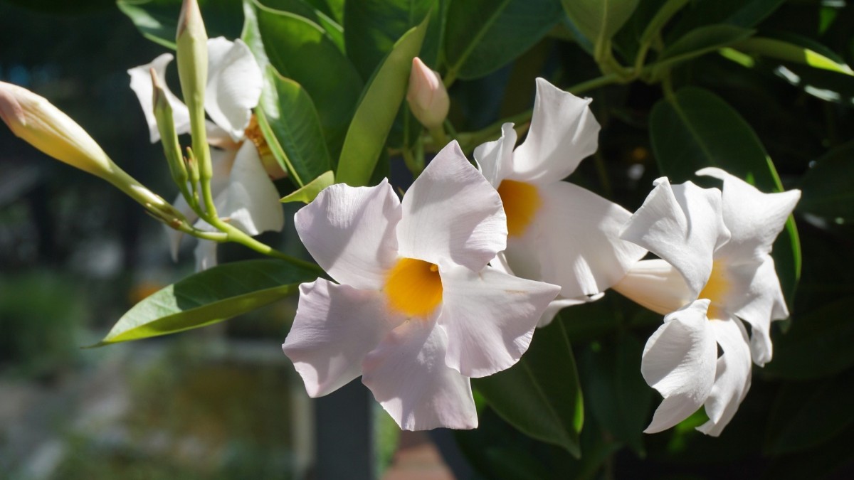 dipladenia