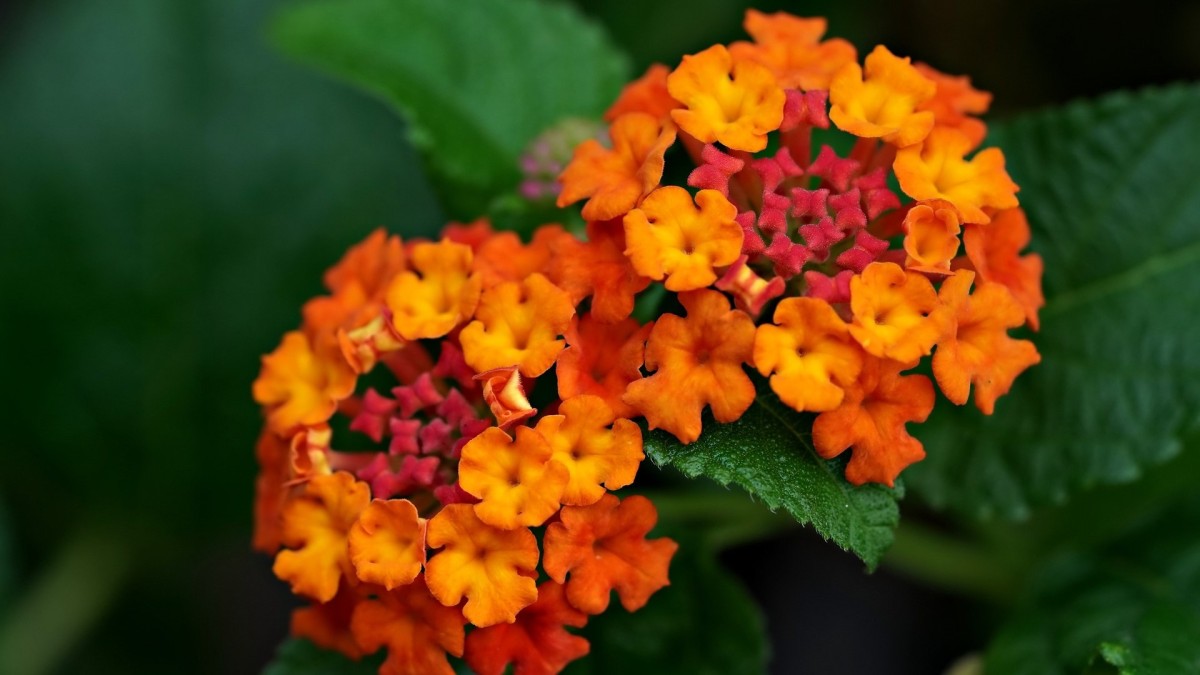 lantana