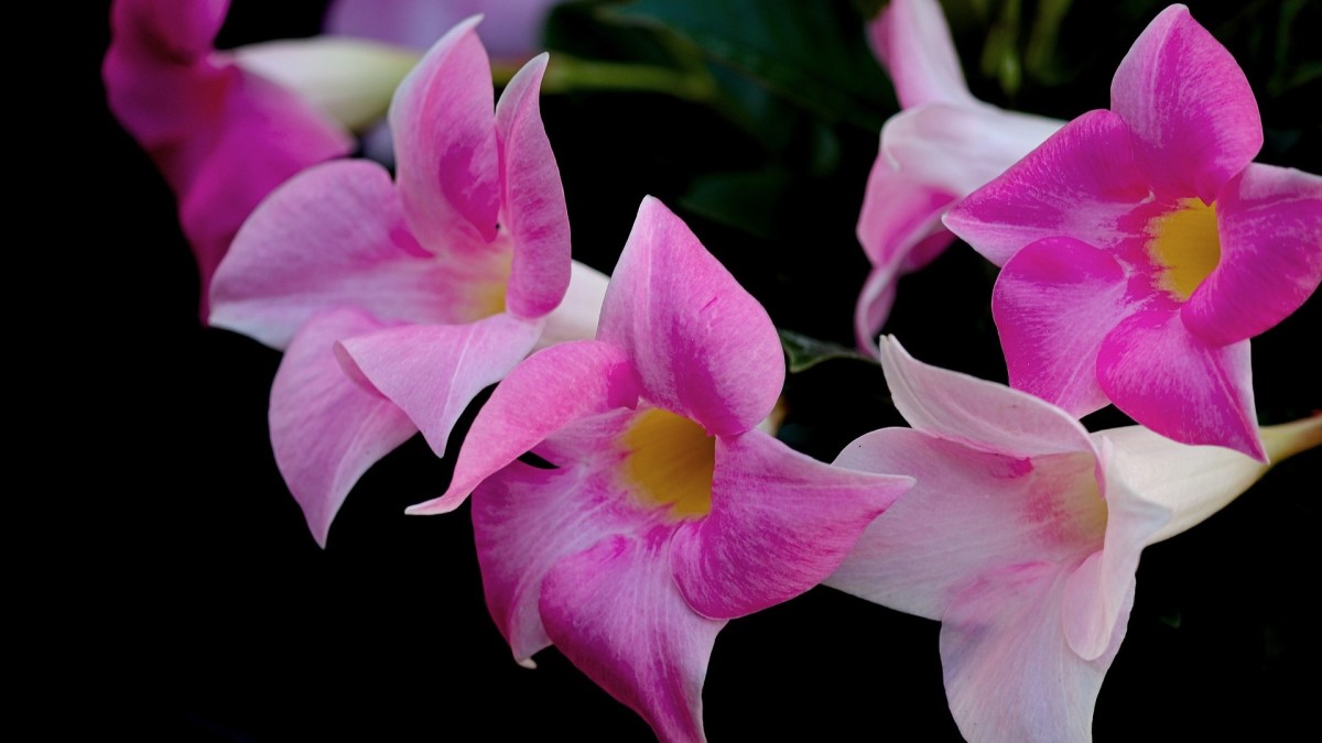 dipladenia