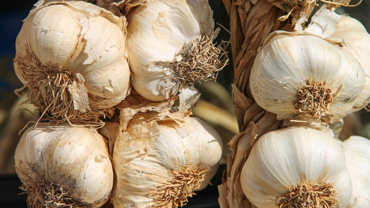cosa piantare nell'orto a dicembre