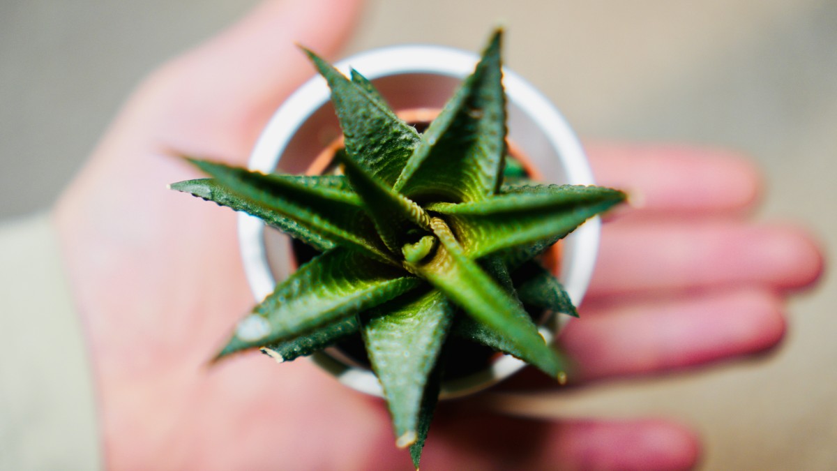 aloe pianta