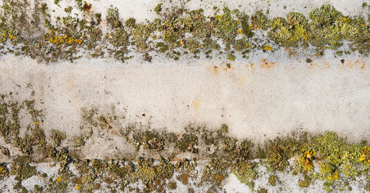 muro colpito da muffa 